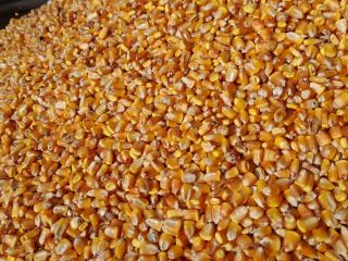 Selling soy 50-60 tons 2.8 lei kg Corn grains