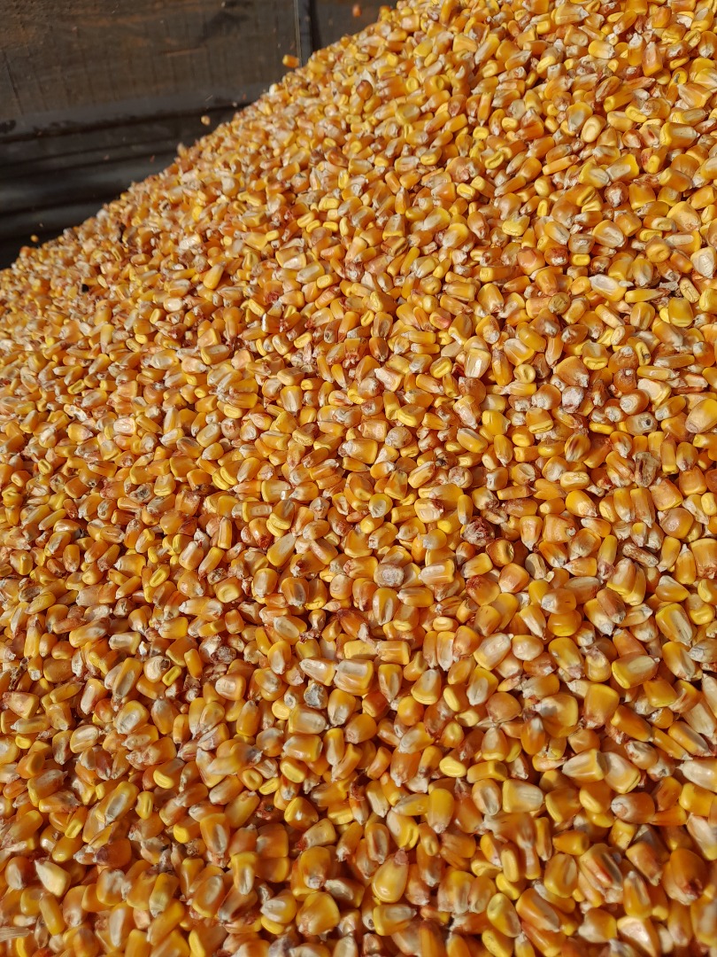 Selling soy 50-60 tons 2.8 lei kg Corn grains 1.5 lei kg