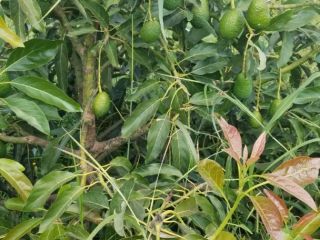Mature, Handpicked, Crate Packed, Fresh Avocados