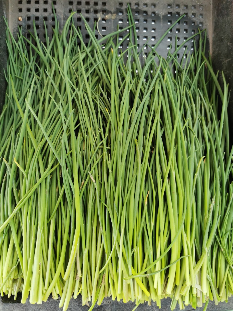 I will sell thin chives by weight, quantity and price to be agreed