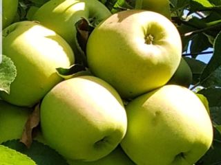 Golden apples, idared, maribel, high quality.