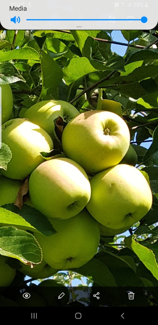 Golden apples, idared, maribel, high quality