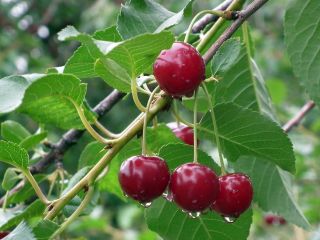I will establish cooperation with cherry producers