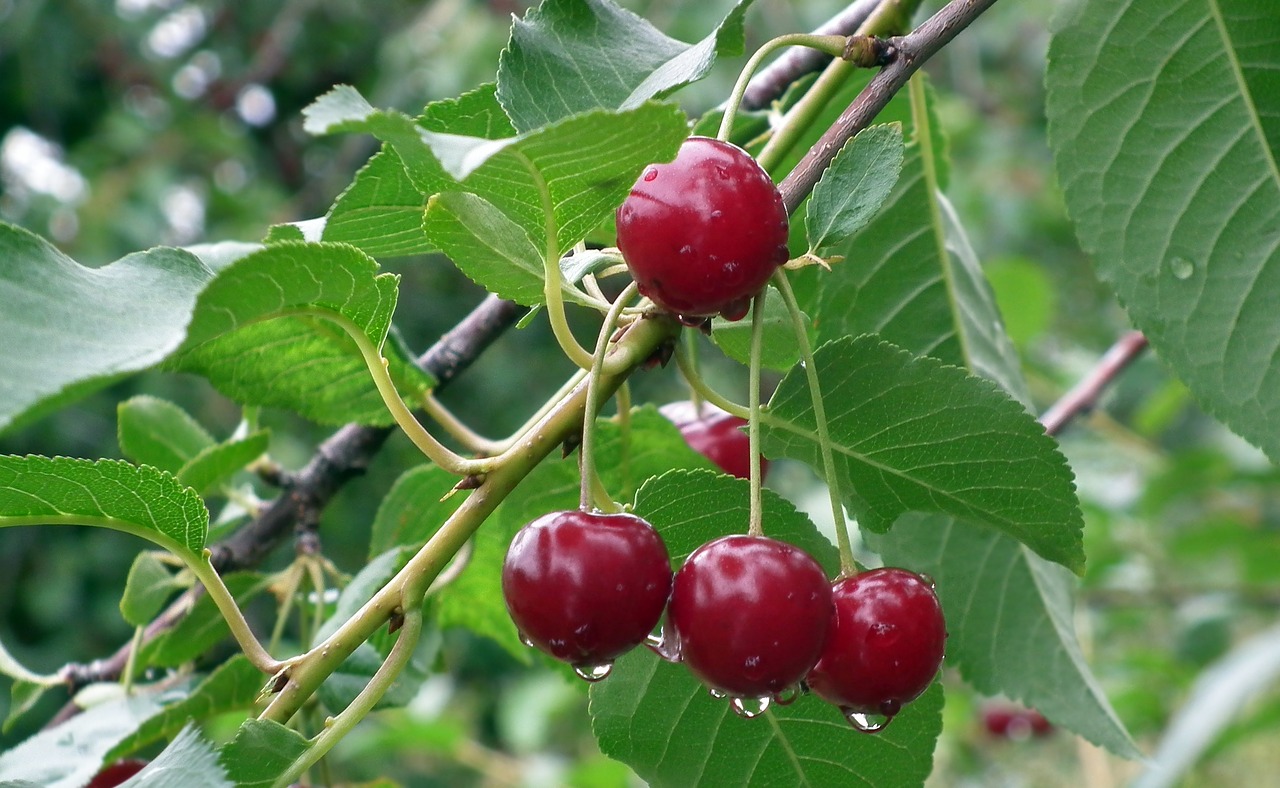 I will establish cooperation with cherry producers