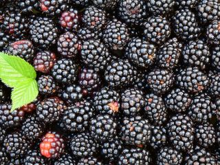 I will buy blackberries for export, payment in cash