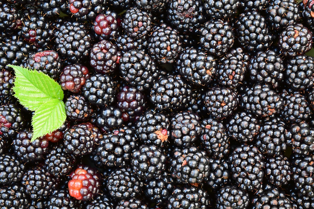 I will buy blackberries for export, payment in cash