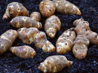 Topinambur- Jerusalem artichoke straight from the field. Ecological, no
