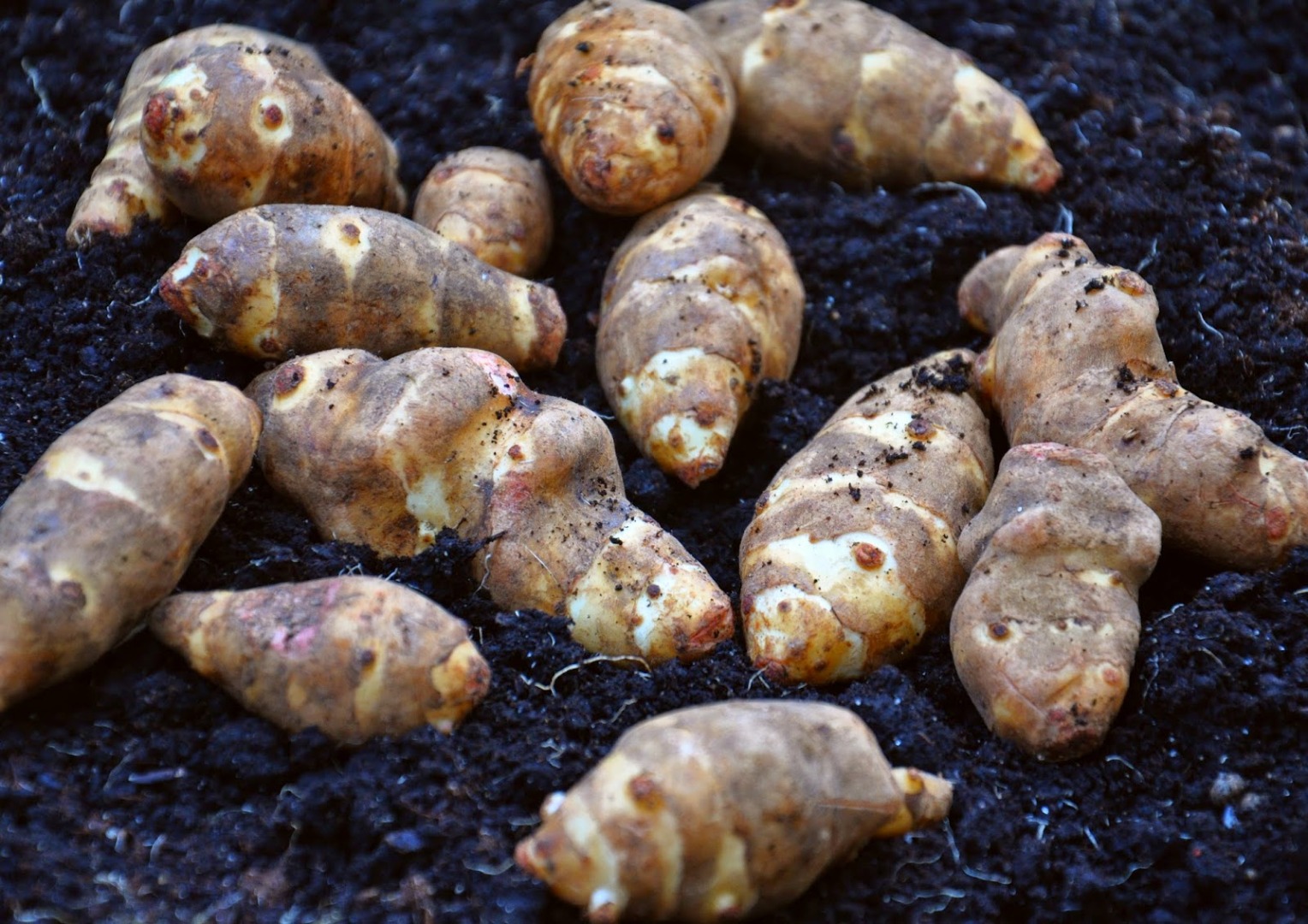 Topinambur- Jerusalem artichoke straight from the field