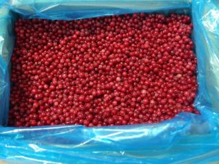 Oferuję porzeczkę czerwoną mrożoną, opakowanie karton 10kg i worek