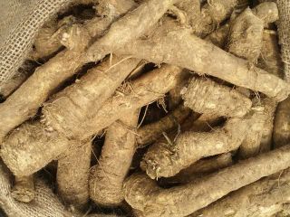 in 2022 season, we supply horseradish roots at higher