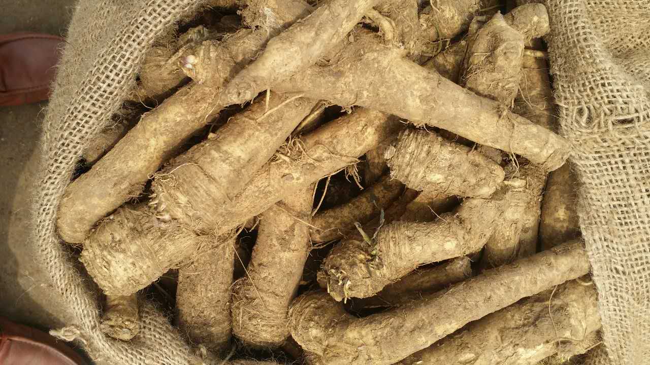 in 2022 season, we supply horseradish roots at higher price for the reason of short quantity available