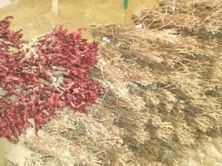 Vine grafted various varieties of table and wine. Table: