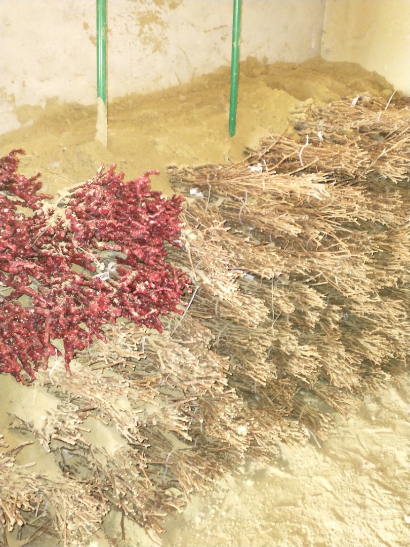 Vine grafted various varieties of table and wine