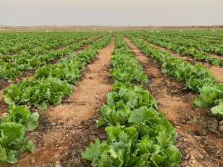 High quality fresh Iceberg lettuce