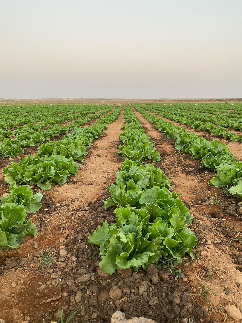 High quality fresh Iceberg lettuce