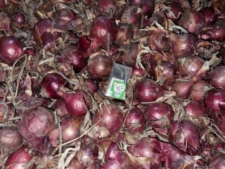 variety: carmen caliber: 4-8 cm