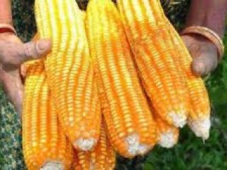 Cereal de miase dorigin Camerounaise a un bon prix.