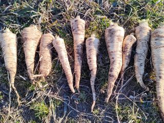 I will sell Arat parsley, approx. 3 tons, thick,