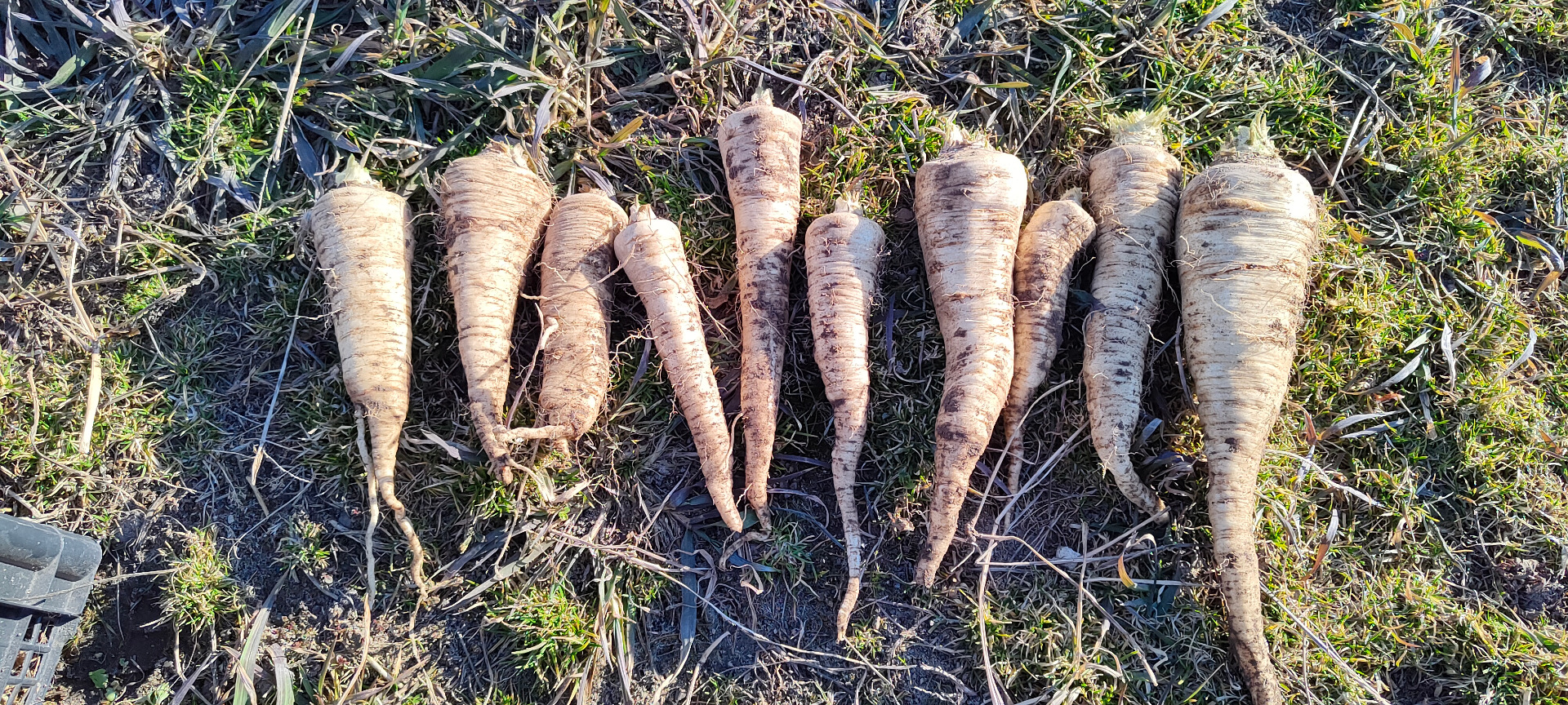 I will sell Arat parsley, approx