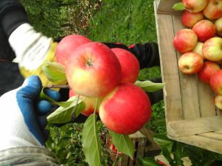 I will buy Rubinola 7+ apples in a pallet