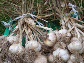 I will sell Jarus spring garlic over 3.5 cm.