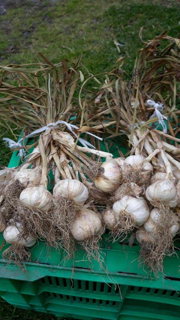 I will sell Jarus spring garlic over 3.5 cm