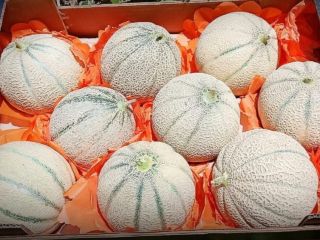 We are now #exporting #fresh #cantaloupe to our #international