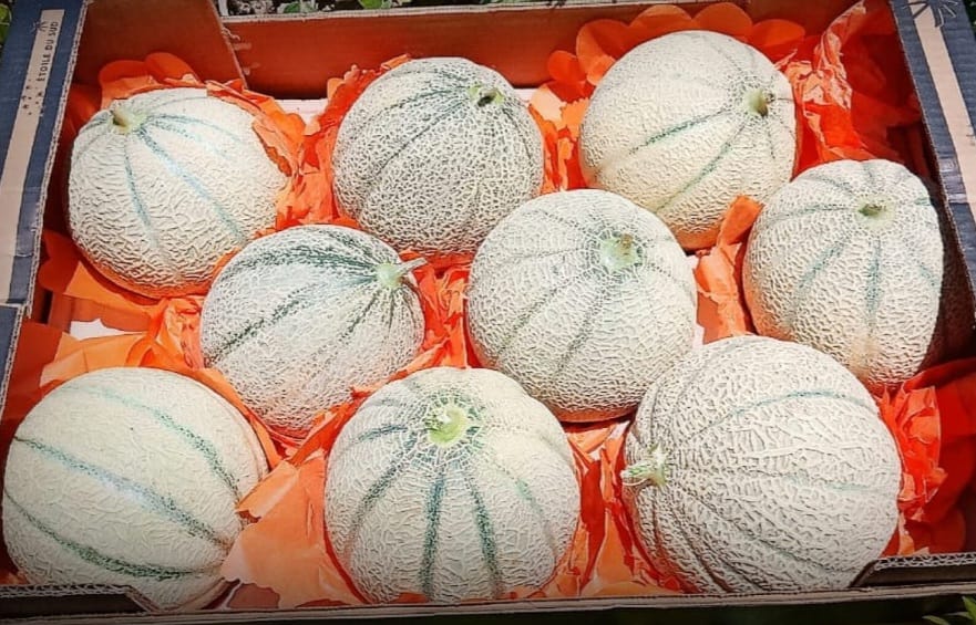 We are now #exporting #fresh #cantaloupe to our #international #customers #worldwide, including 10-unit #cartons