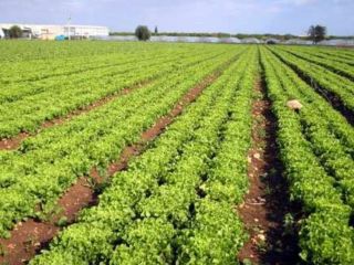 Salad over 1 kg 0.60 E in number