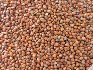 Our company, SEEDMARKET LLC, based in Moscow, Russia, is