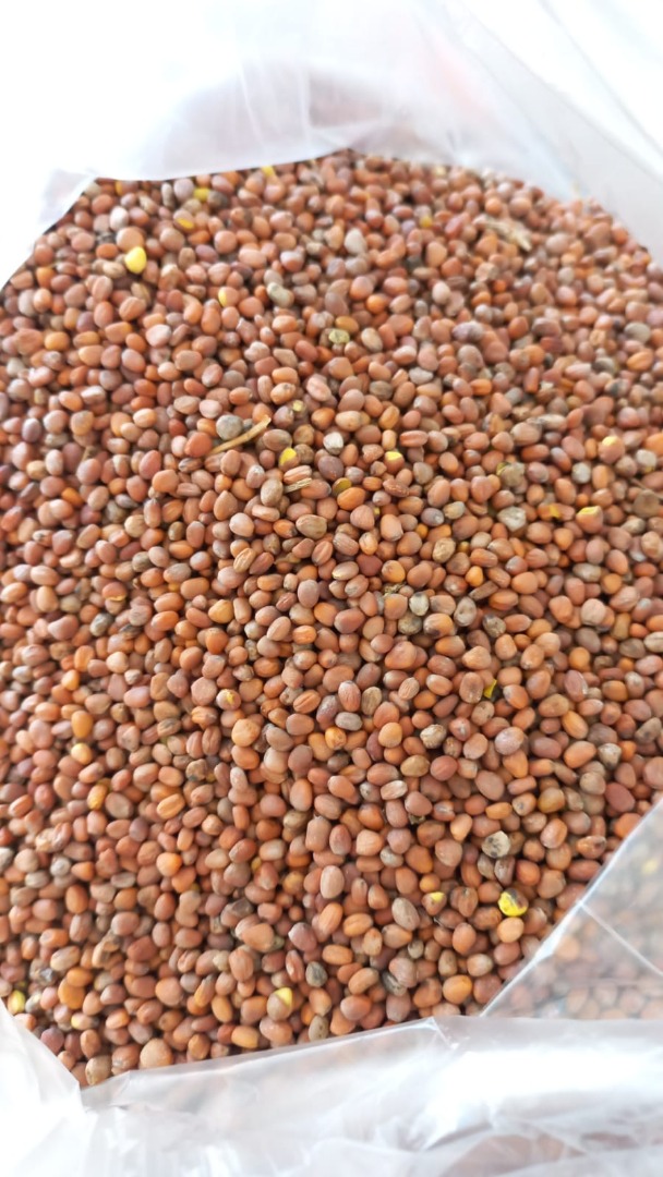 Our company, SEEDMARKET LLC, based in Moscow, Russia, is engaged in the wholesale trade of grain, legumes and oilseeds both at home and abroad