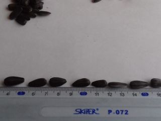 I buy large quantities, regularly, of sunflower seeds (confectionery