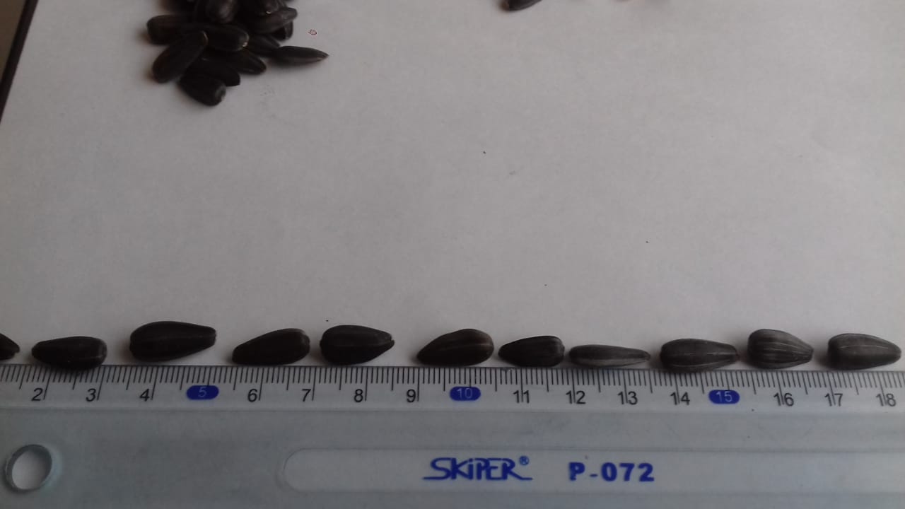 I buy large quantities, regularly, of sunflower seeds (confectionery grade)