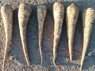 I will sell dirty parsley.