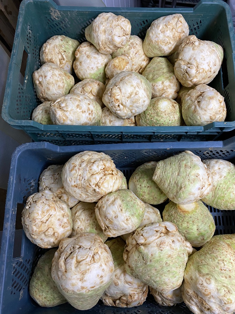I will sell celery from a cold store, nice, white