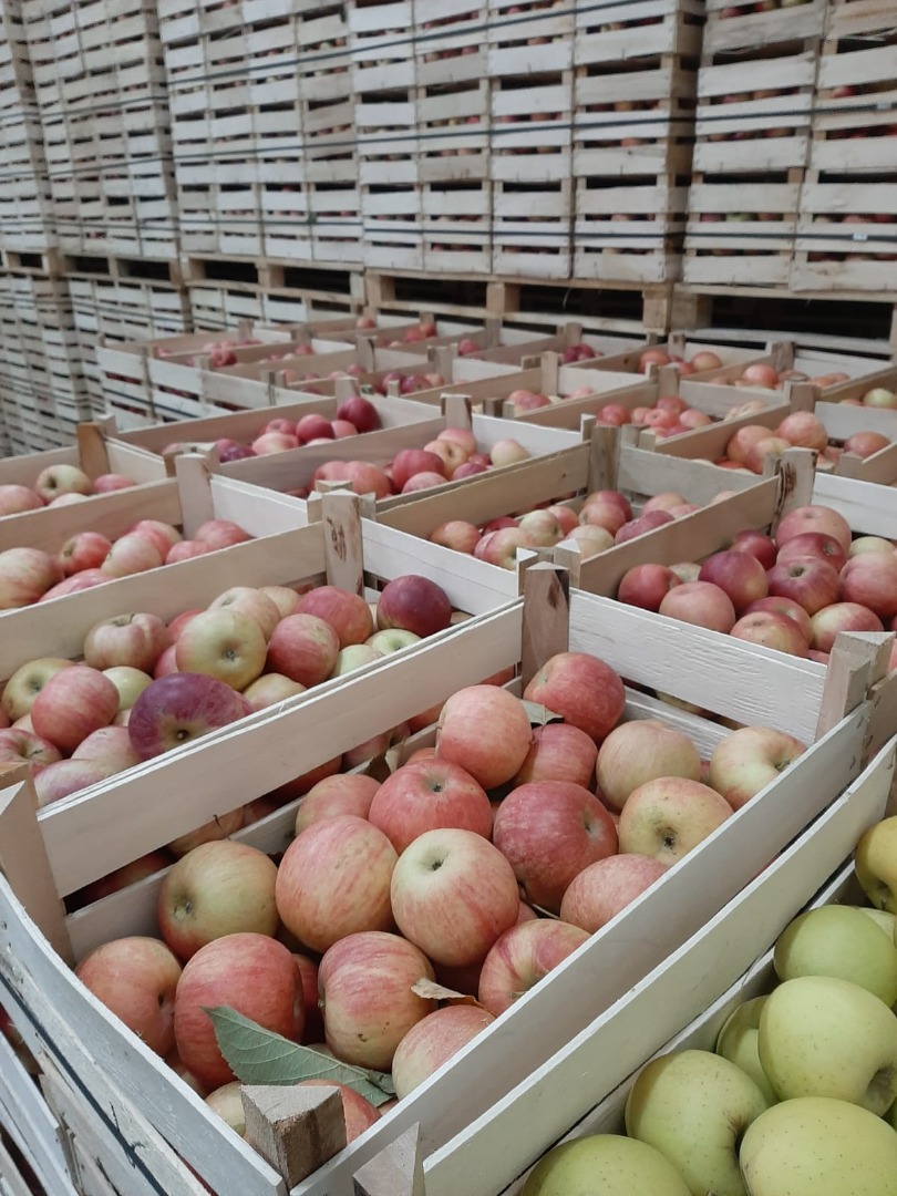 My Company is ready to offer you apples of exelent quality in large quantities