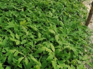 "JIANCA" ISALNITA GREENHOUSES- The largest and most reliable MANUFACTURER