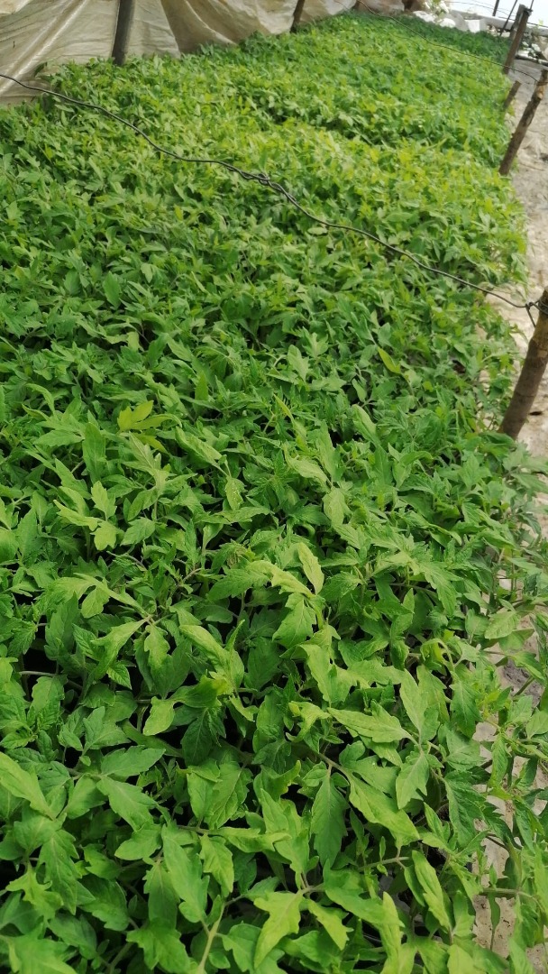 "JIANCA" ISALNITA GREENHOUSES- The largest and most reliable MANUFACTURER of seedlings in the Oltenia area, with an experience of over 50 years !, offers you a