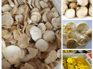 Export of mountain garlic & currant the Golden color