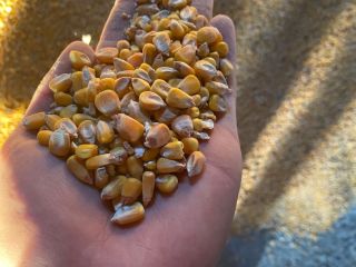 I am selling 2021 production corn, quantity 30/35 tons,