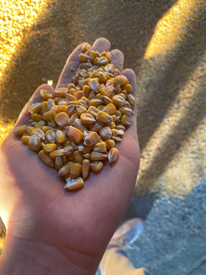 I am selling 2021 production corn, quantity 30/35 tons, price 1.6 lei per kg