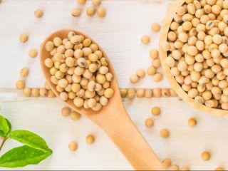 THE SPECIFICATIONS: SOYBEAN GMO Moisture content: 14% max. Organoleptic: