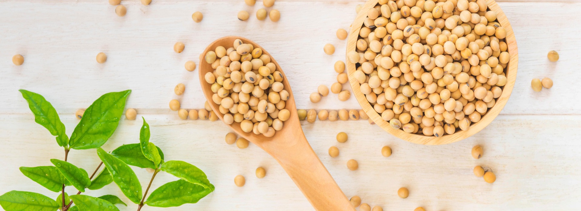 THE SPECIFICATIONS: SOYBEAN GMO Moisture content: 14% max