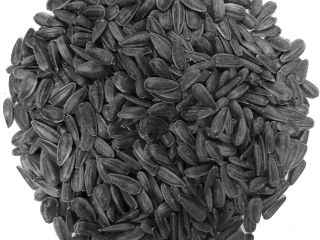 Typical Odor Odourless, no foreign odours Color Black –