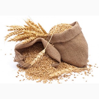 I will buy wheat and spring barley