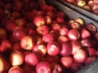 I am selling apples for juices and industry at