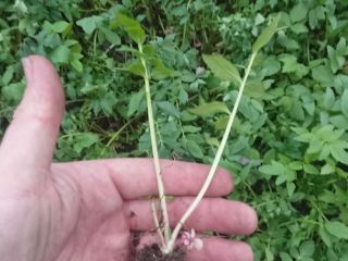 I will sell a large amount of valerian seedlings,
