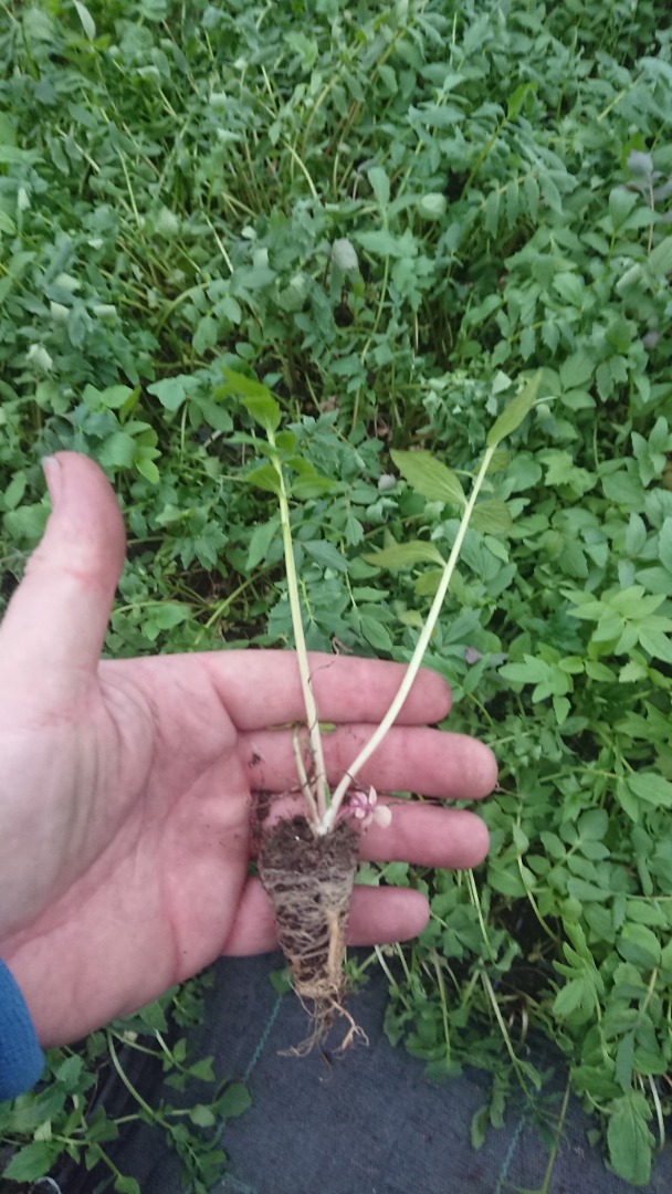 I will sell a large amount of valerian seedlings, for more information, please contact us by phone