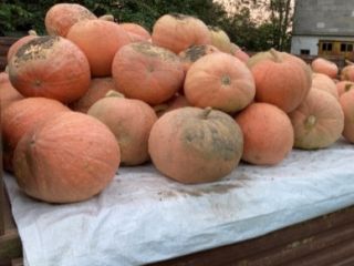 Hello. I am looking for buyers of pumpkins for