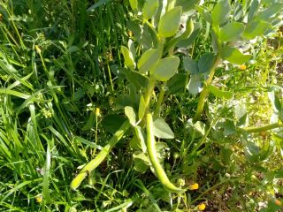 Beans from Bari